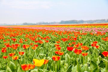 Farbenfrohe Tulpenfelder in Holland im Frühling