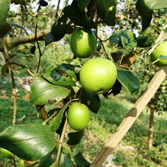Jujube Fruit Bair Fruit or chinee apple on plant