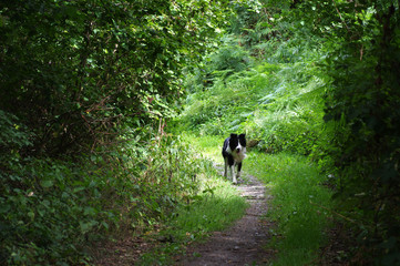 chien de berger noir blanc sur un sentier forestier 