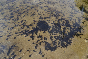 Erdkröten-Kaulquappen Schwarm an einem Seeufer in Deutschland