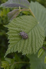 Invasive Arten in Deutschland: Marmorierte Baumwanze (Halyomorpha halys)
