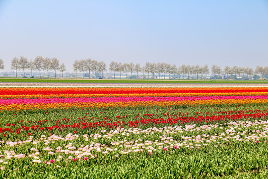 Farbenfrohe Tulpenfelder in Holland im Frühling
