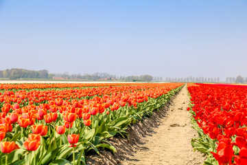 Farbenfrohe Tulpenfelder in Holland im Frühling