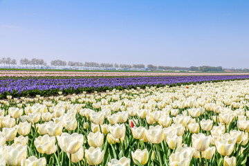Farbenfrohe Tulpenfelder in Holland im Fr&uuml;hling