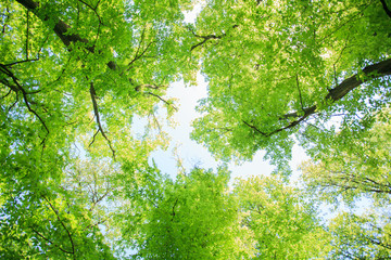 Fototapeta premium green forest landscape