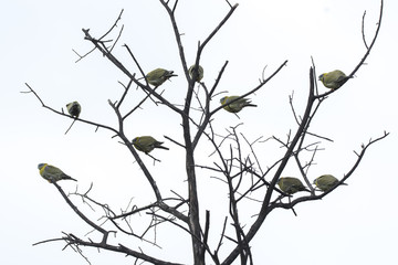A family of yellow-footed green pigeon resting on top of a tree inside bharatpur bird sanctuary