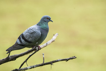 A rock pigeon resting on a branch with a green background inside bharatpur bird sanctuary