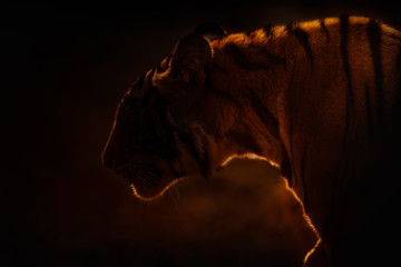 Obraz premium Great tiger female in the nature habitat. Tiger walk during the golden light time. Wildlife scene with danger animal. Backlight silhouette. Dry area with beautiful indian tiger, Panthera tigris