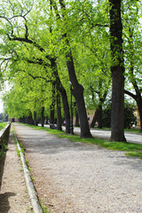 tree alley, Lucca