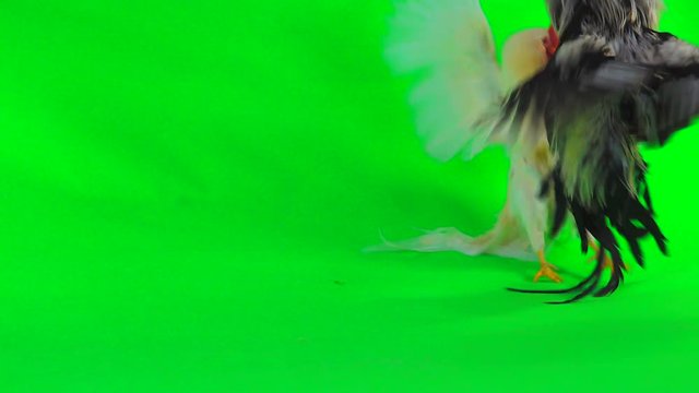 fights of two cocks on a green background