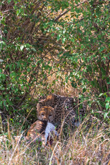 Cheetah with booty. Bush of Masai Mara, Kenya