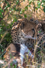 Cheetah near the prey.  Thick bush of Serengeti. Africa
