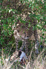 Fototapeta na wymiar Cheetah and prey. Masai Mara, Kenya, Africa