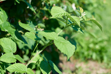 raspberry garden vegetable garden shrub berry summer nature harvest juicy tasty vitamins leaves