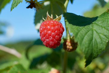 raspberry garden vegetable garden shrub berry summer nature harvest juicy tasty vitamins leaves