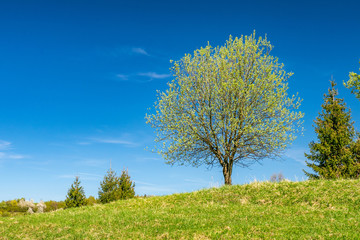 Spring tree in bloosom on green meadow under the blue sky