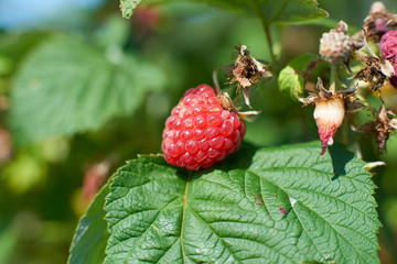 raspberry garden vegetable garden shrub berry summer nature harvest juicy tasty vitamins leaves