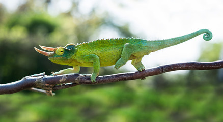 Chameleon trioceros jacksonii xantholophus from Keyna, also called Jackson's horned chameleon or Kikuyu three-horned chameleon © Jan