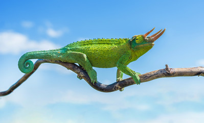 Chameleon trioceros jacksonii xantholophus from Keyna, also called Jackson's horned chameleon or...