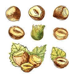 Naklejka premium Hand drawn nut watercolor vector set on white background. Artistic Illustration of hazelnut, peanut, walnut for promotion