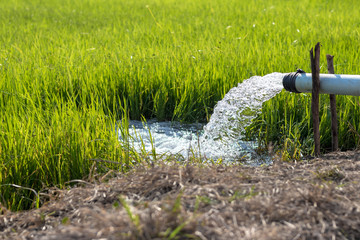 Close-up of water from a pipeline into a rice field.