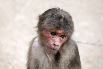 Crédence de cuisine en verre imprimé Singe Young monkey sad, monkey sad,