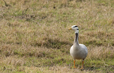 Obraz na płótnie Canvas Bar headed geese are the high-fliers of the bird family. They cross the high mountains in Himalaya to escape harsh winters of north asia