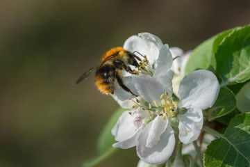 Hairy bumblebee feasting on a fully open apple tree blossom