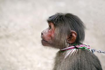 Macaque monkey on the chain.