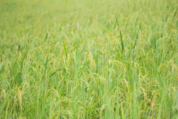 young rice in farm