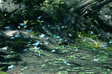 3d rendering of a flock butterflies in magical forest