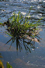 herbes aquatiques dans une rivière