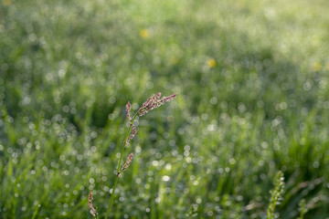 Sauerampfer-Blüte auf Wiese mit Morgentau im ersten Sonnenlicht - Rumex acetosa