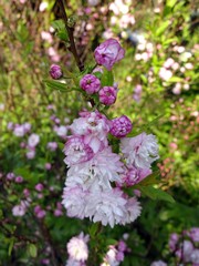 Delicate pink flowers of a glandular cherry (prunus glandulosa), shrub, belongs to the Rosaceae family, originating from China, Japan, Korea