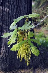 Leaves and flowers of a Hungarian oak (quercus frainetto), belongs to the Fabaceae family,...