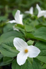 Fototapeta na wymiar white blossom of a trefoil (trillium grandiflorum), origin is North America