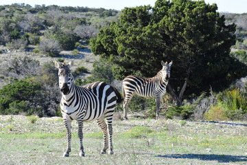 Obraz premium zebras in the wild