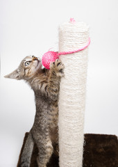 Obraz premium Cat playing with a pink ball