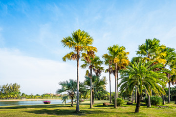 Obraz na płótnie Canvas Green grass field with palm tree in Public Park