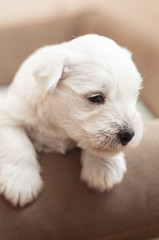 Miniature Schnauzer puppy white, baby on light background