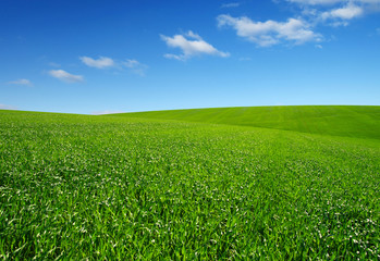 Green grass field