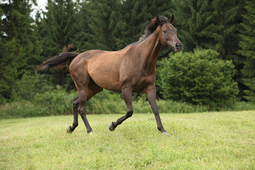 Obraz na płótnie Canvas Amazing brown horse running alone