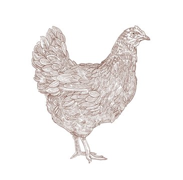 Hen or chicken hand drawn with contour lines on white background. Elegant monochrome drawing of domestic farm poultry bird. Vector illustration in vintage woodcut, engraving or etching style.