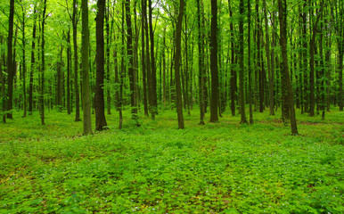 green forest in spring