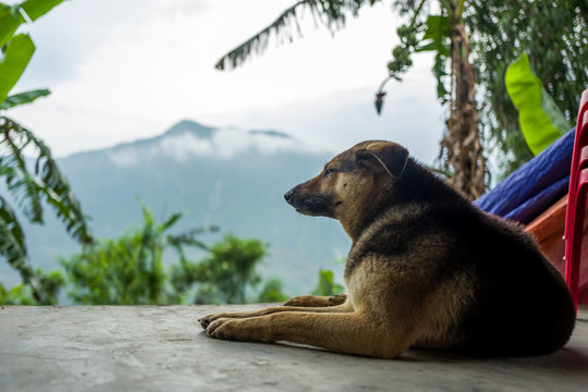 A dog in Sapa, Vietnam.