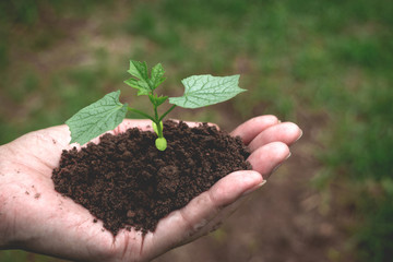 hand holding of soil with young plant on top it will growing up to the forest in future.