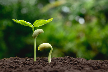 young plants growing  from seed step up  in nature with The fertile soil.