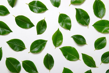 Green leaves isolated on white
