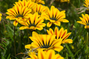 Sommerblumen in voller Blüte 