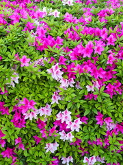 Fototapeta premium 躑躅の花
